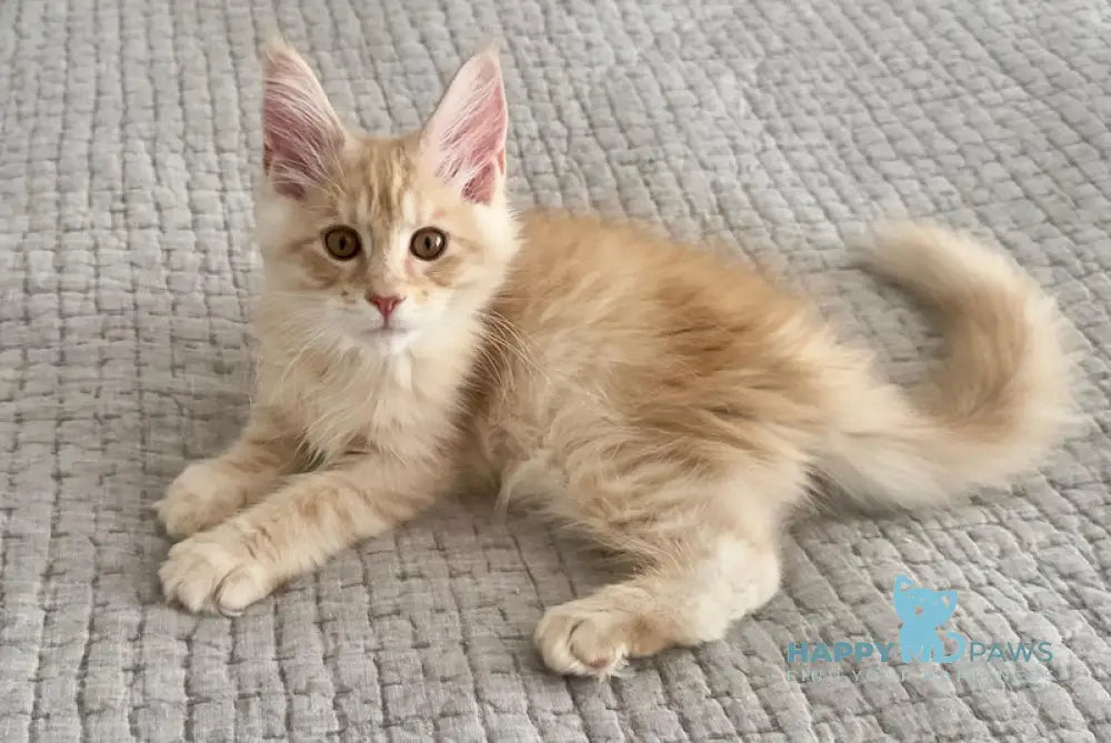 Tommy Maine Coon male red silver live animals