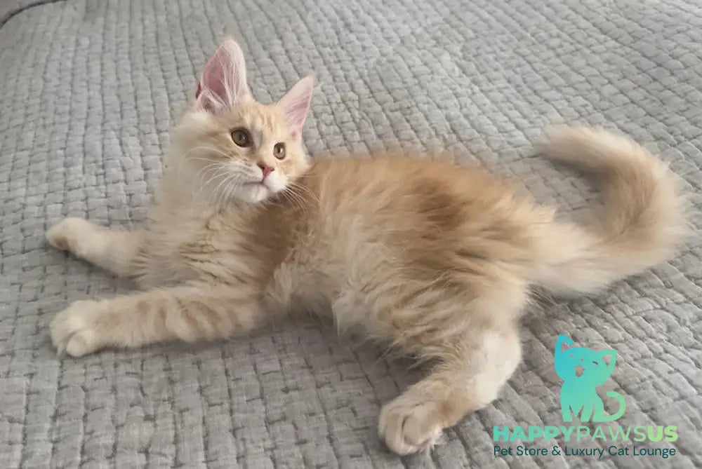 Tommy Maine Coon male red silver live animals