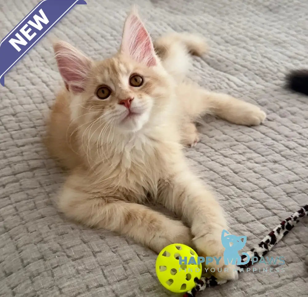 Tommy Maine Coon male red silver live animals