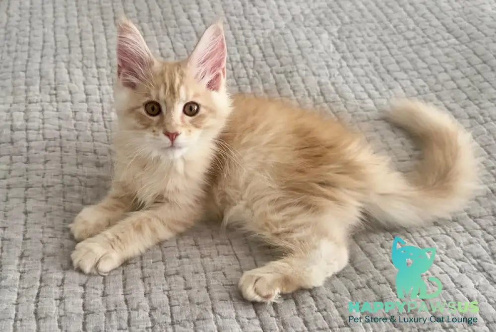 Tommy Maine Coon male red silver live animals
