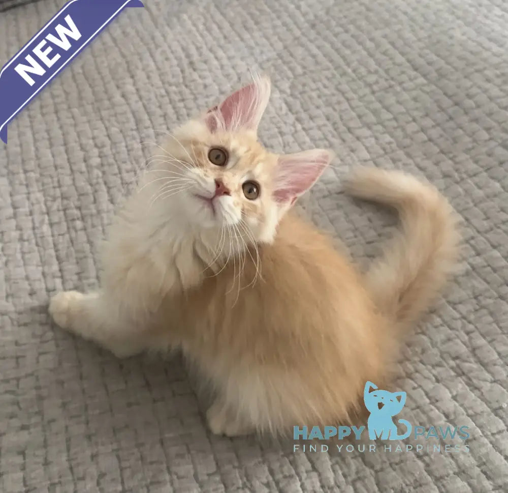 Tommy Maine Coon male red silver live animals