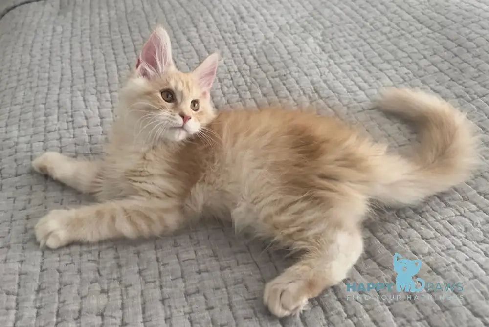 Tommy Maine Coon male red silver live animals