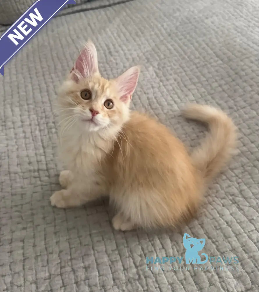 Tommy Maine Coon male red silver live animals