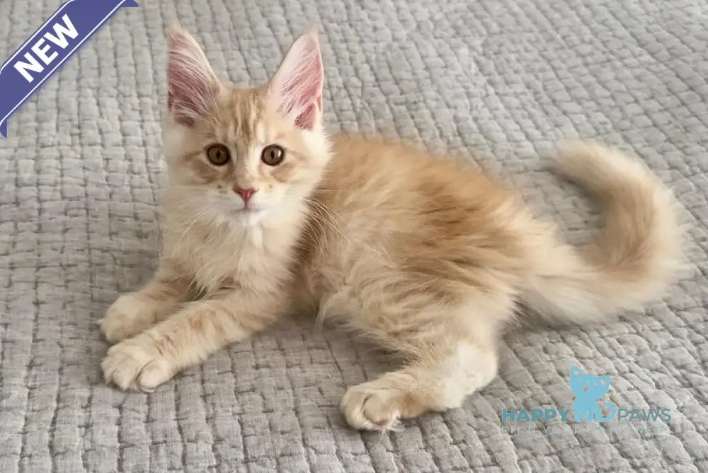 Tommy Maine Coon male red silver live animals