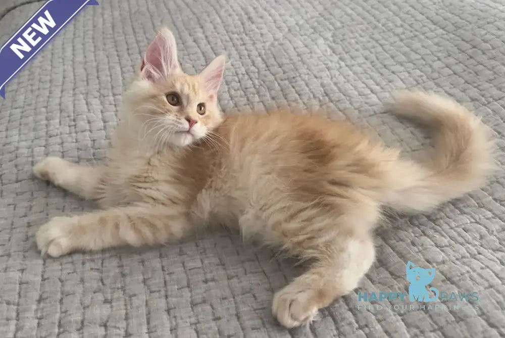 Tommy Maine Coon male red silver live animals