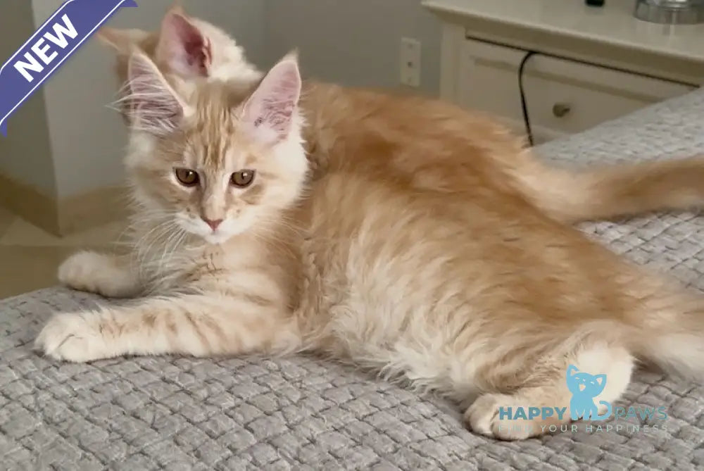 Tommy Maine Coon male red silver live animals