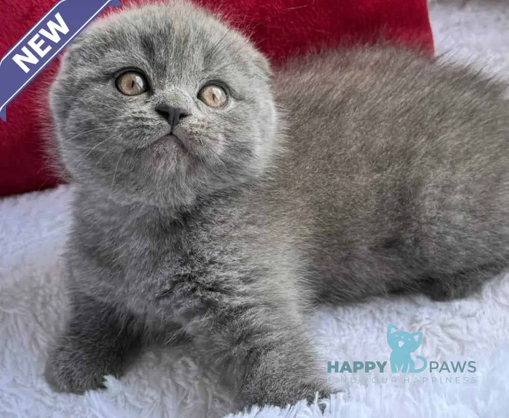 Tommy Scottish Fold male blue live animals