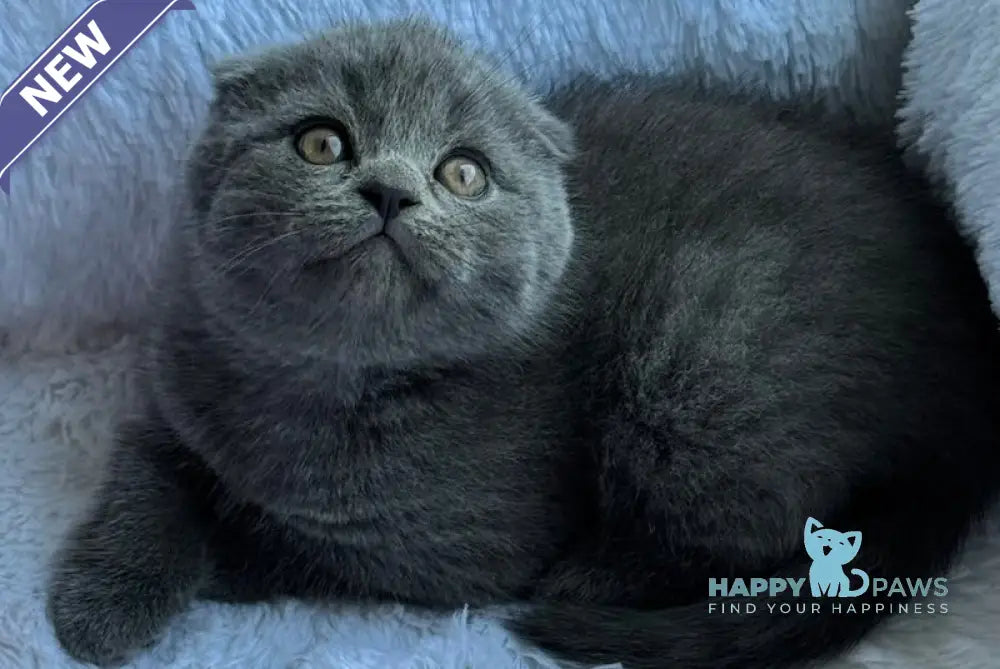 Tommy Scottish Fold male blue live animals