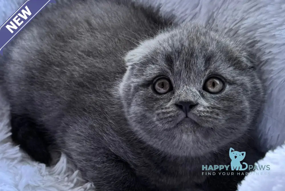 Tommy Scottish Fold male blue live animals