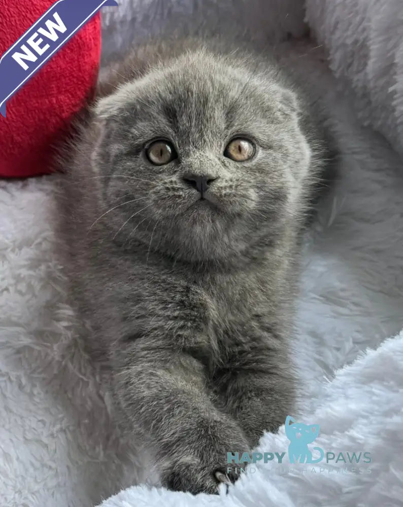 Tommy Scottish Fold male blue live animals