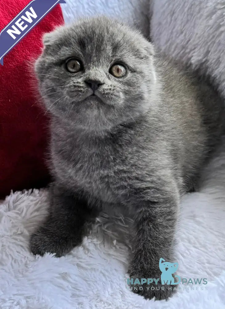 Tommy Scottish Fold male blue live animals
