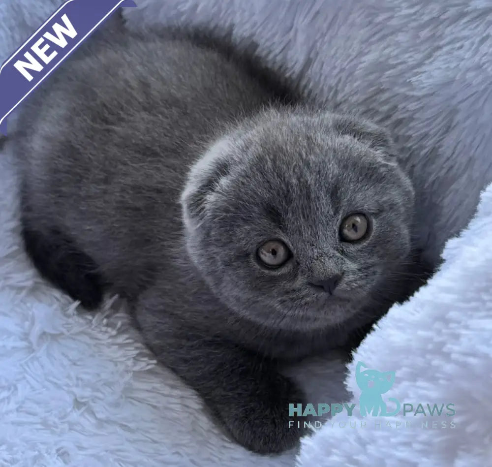Tommy Scottish Fold male blue live animals