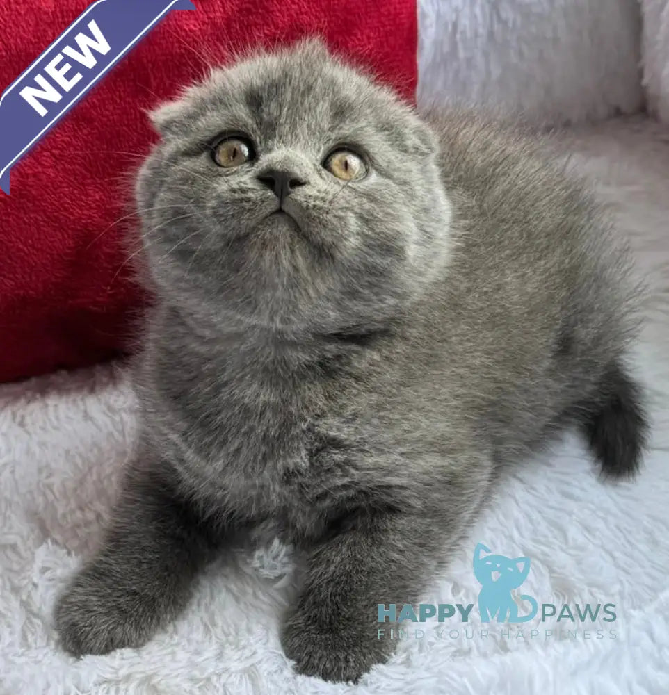 Tommy Scottish Fold male blue live animals