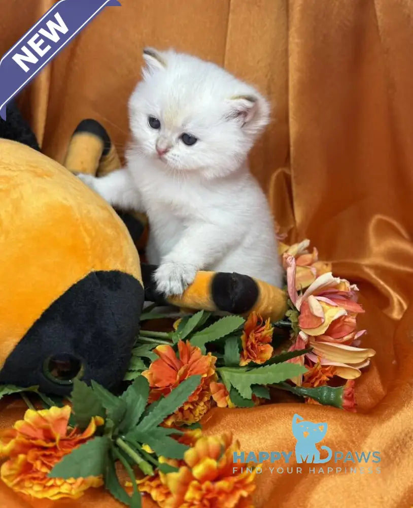 Tommy Scottish Straight male blue golden shaded pointed live animals