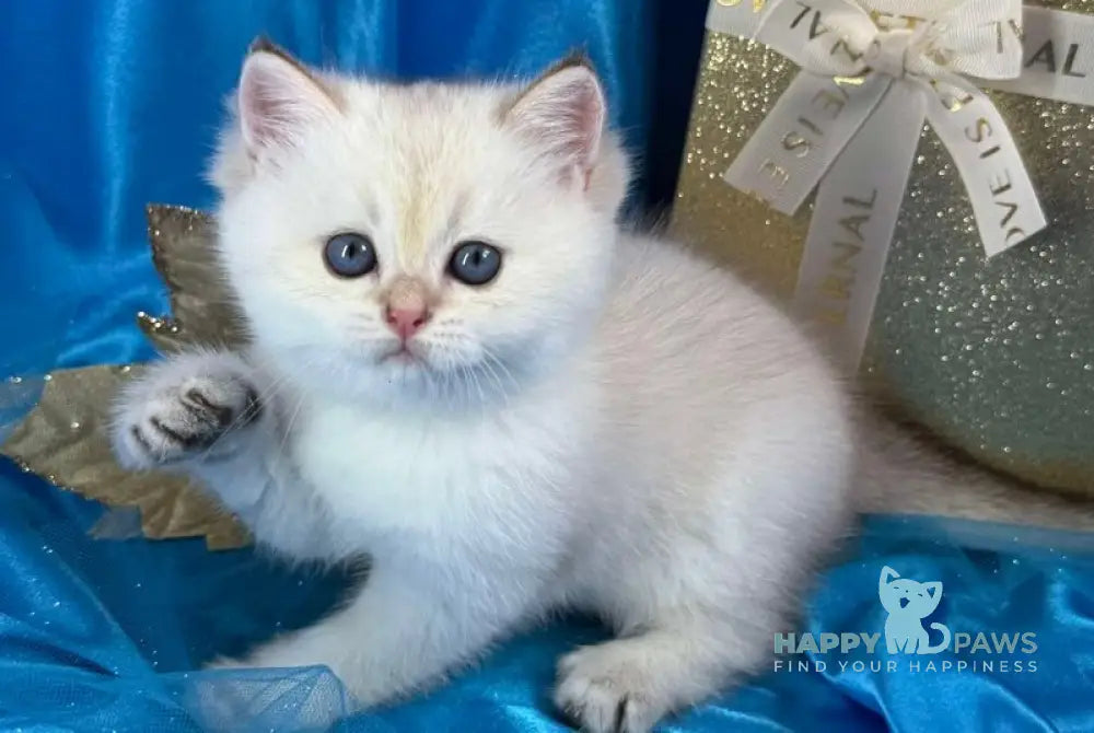 Tommy Scottish Straight male blue golden shaded pointed live animals