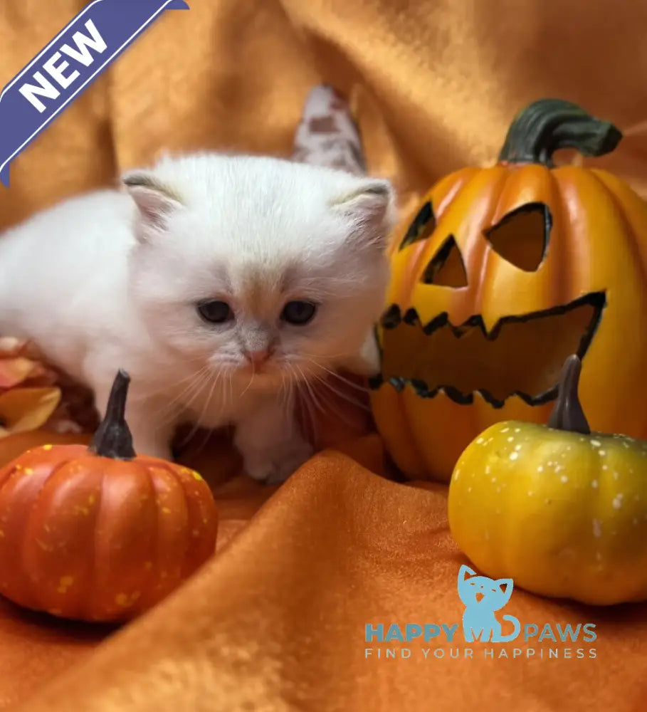 Tommy Scottish Straight male blue golden shaded pointed live animals