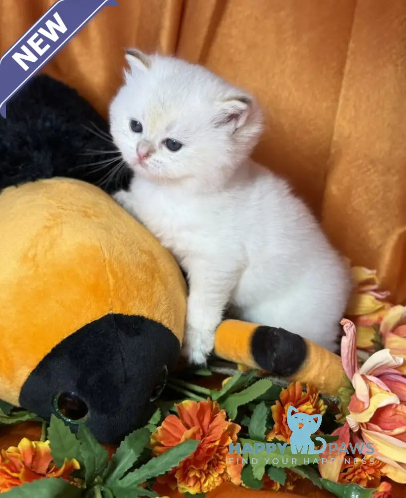 Tommy Scottish Straight male blue golden shaded pointed live animals