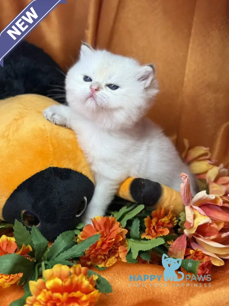 Tommy Scottish Straight male blue golden shaded pointed live animals