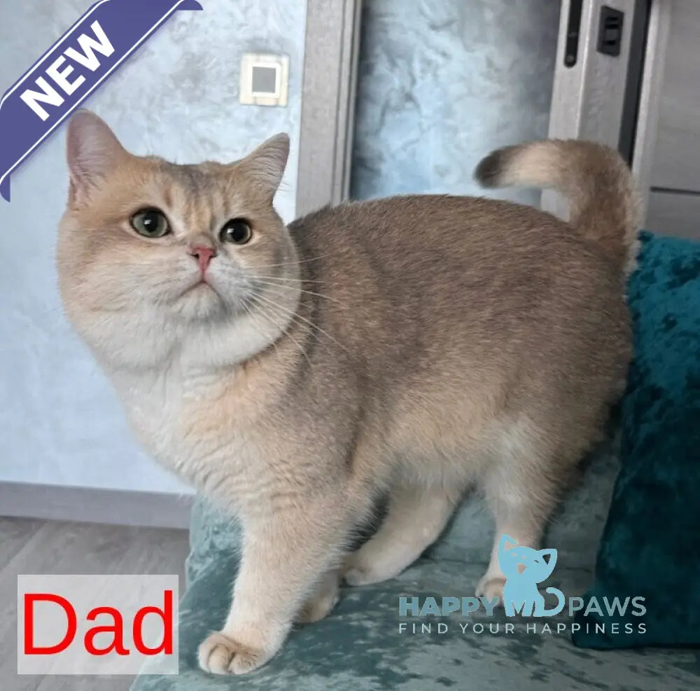 Tommy Scottish Straight male blue golden shaded pointed live animals