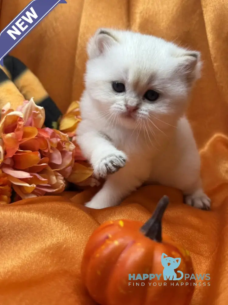 Tommy Scottish Straight male blue golden shaded pointed live animals