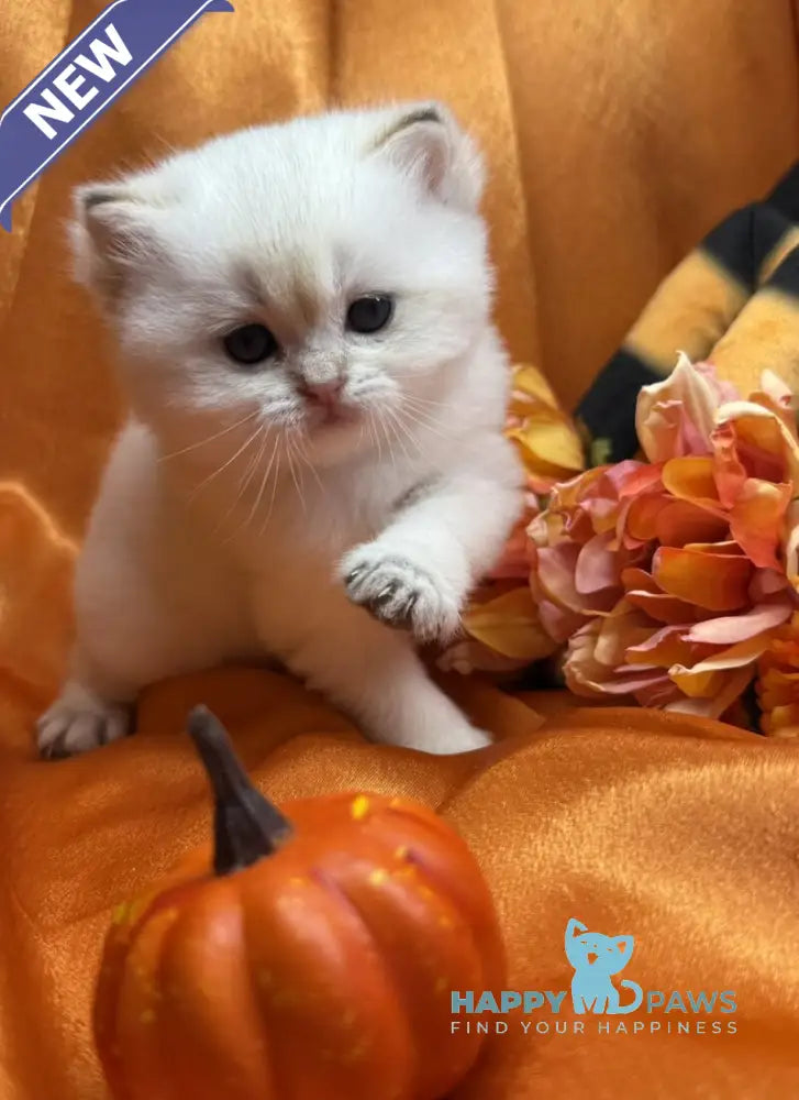 Tommy Scottish Straight male blue golden shaded pointed live animals