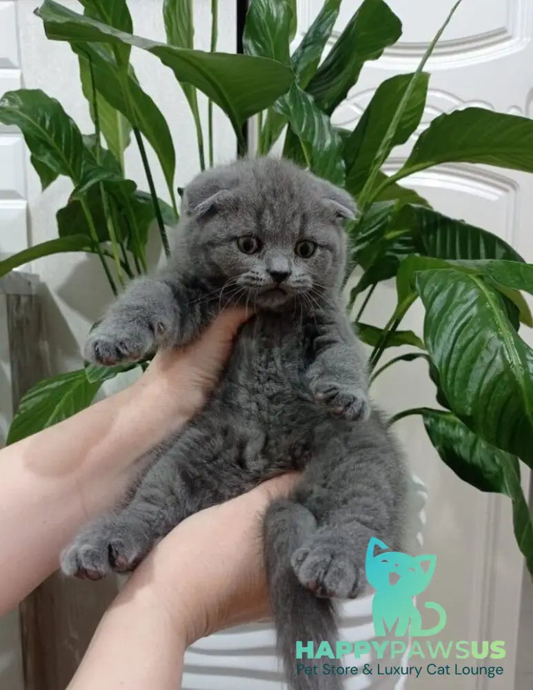 Tomy Scottish Fold male blue live animals