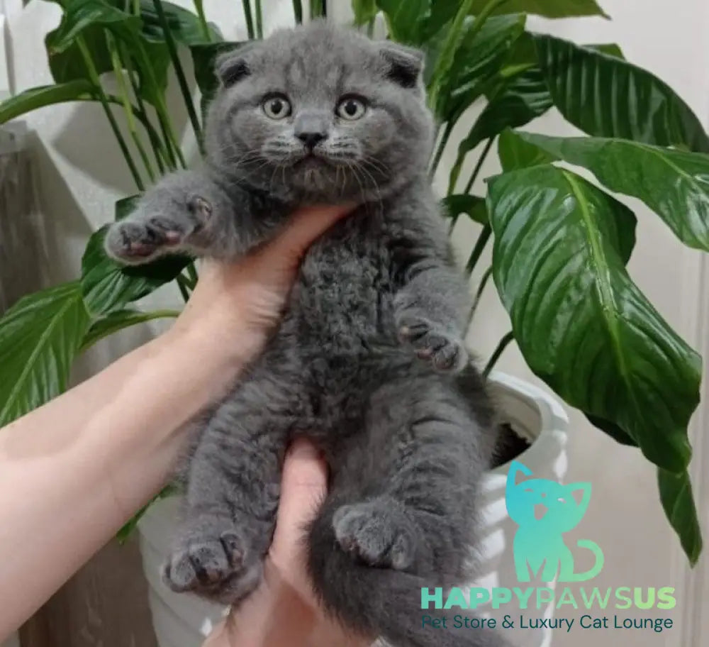 Tomy Scottish Fold male blue live animals