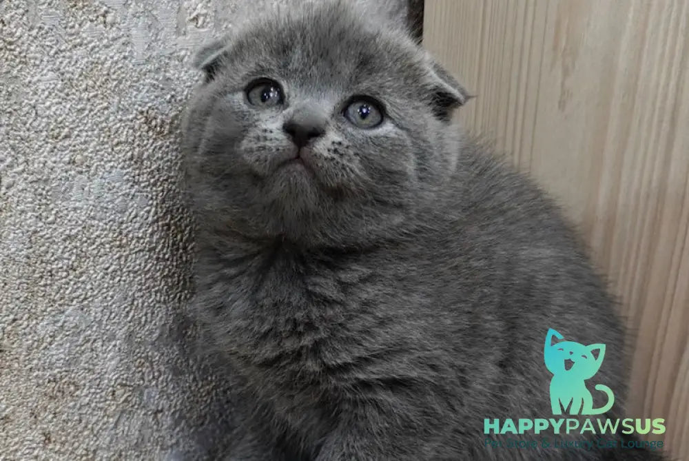 Tomy Scottish Fold male blue live animals