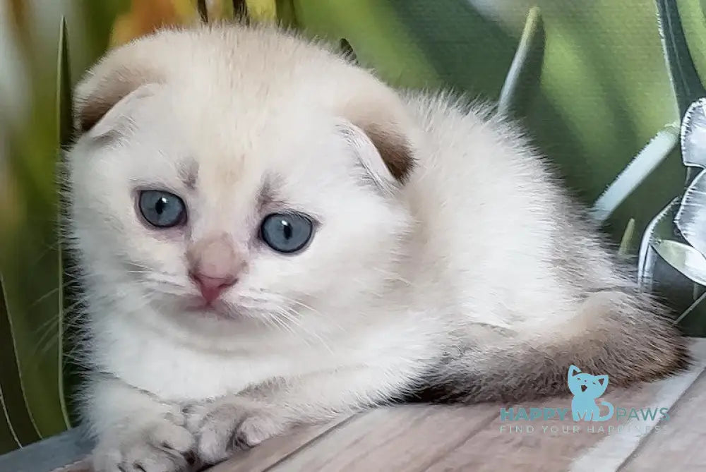 Toni Scottish Fold male black golden shaded pointed live animals