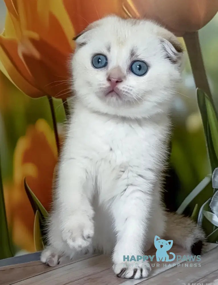 Toni Scottish Fold male black golden shaded pointed live animals