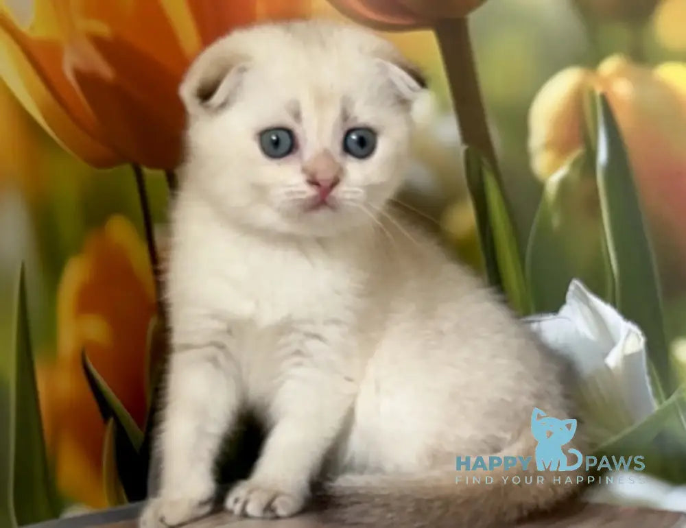 Toni Scottish Fold male black golden shaded pointed live animals