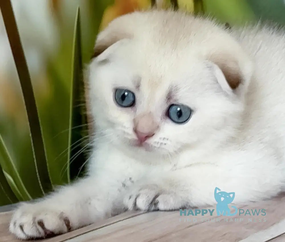 Toni Scottish Fold male black golden shaded pointed live animals