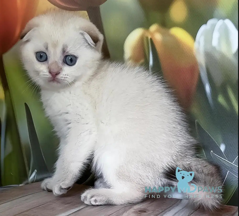 Toni Scottish Fold male black golden shaded pointed live animals