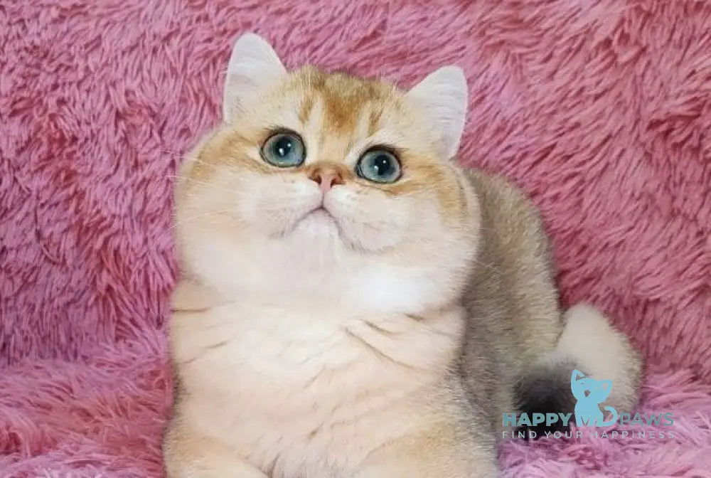 Tonni British Shorthair male black golden chinchilla live animals