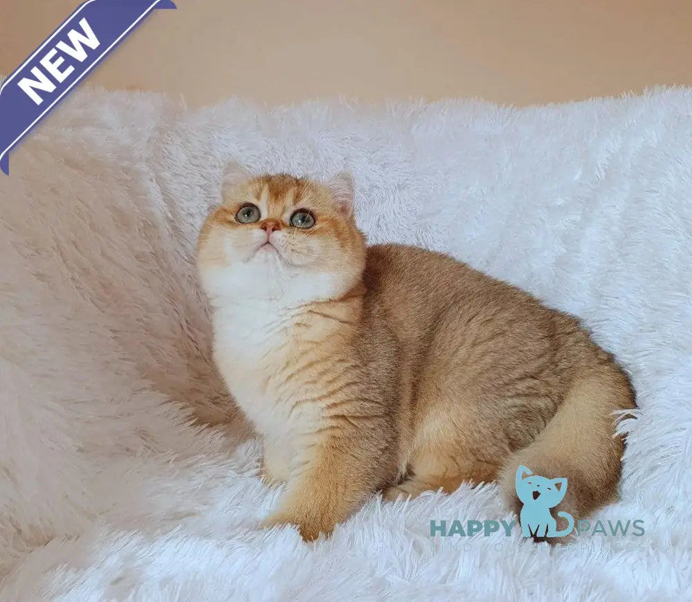 Tonni British Shorthair male black golden chinchilla live animals