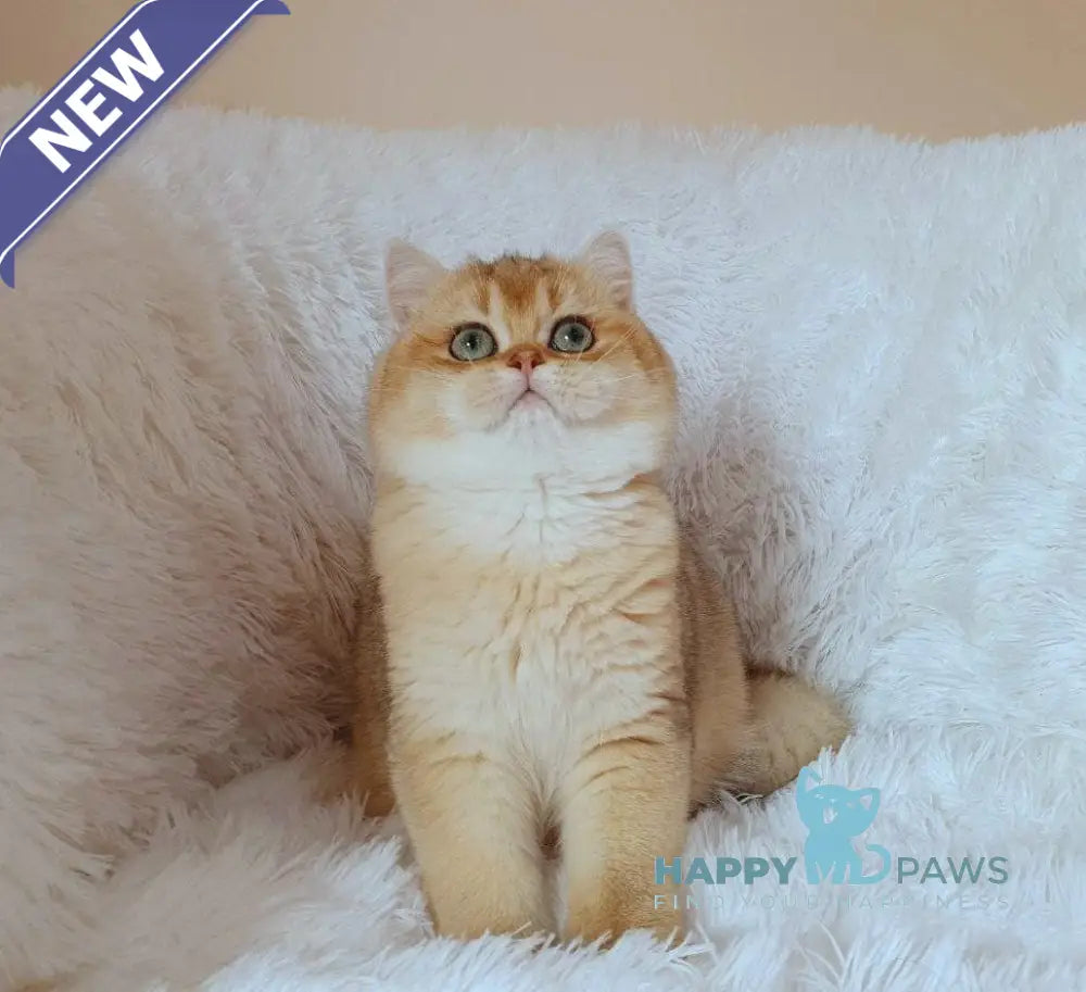 Tonni British Shorthair male black golden chinchilla live animals