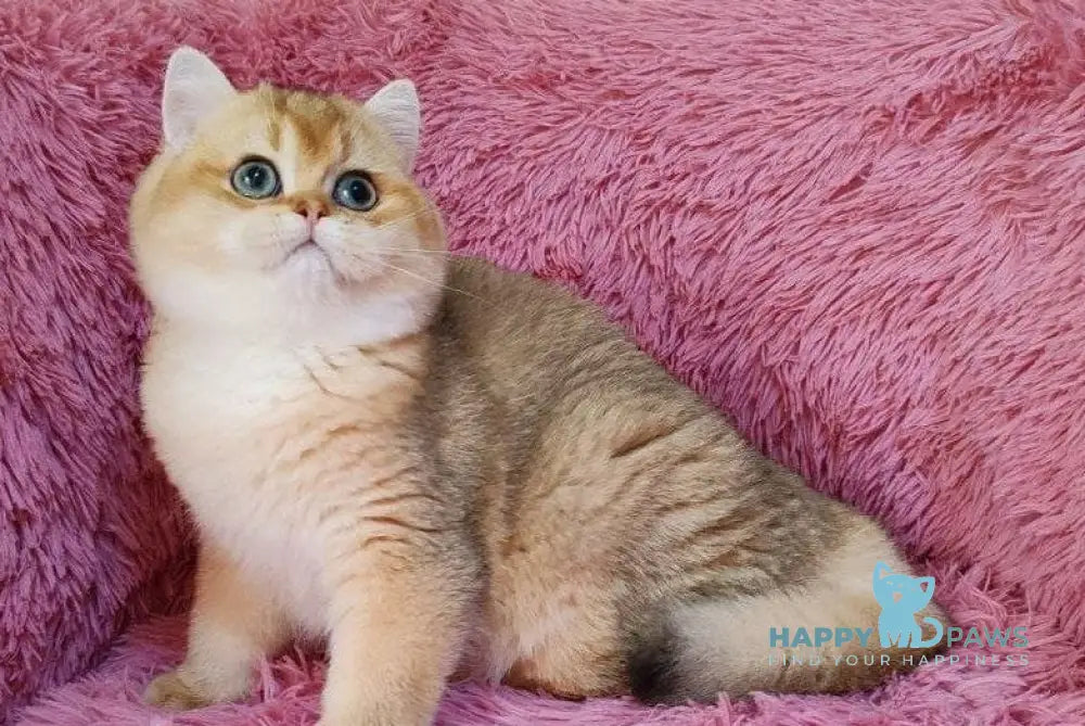 Tonni British Shorthair male black golden chinchilla live animals