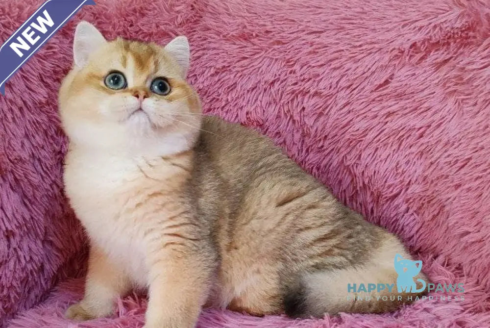 Tonni British Shorthair male black golden chinchilla live animals