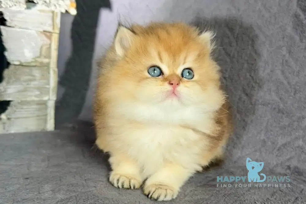 Tony British Longhair male black golden shaded live animals