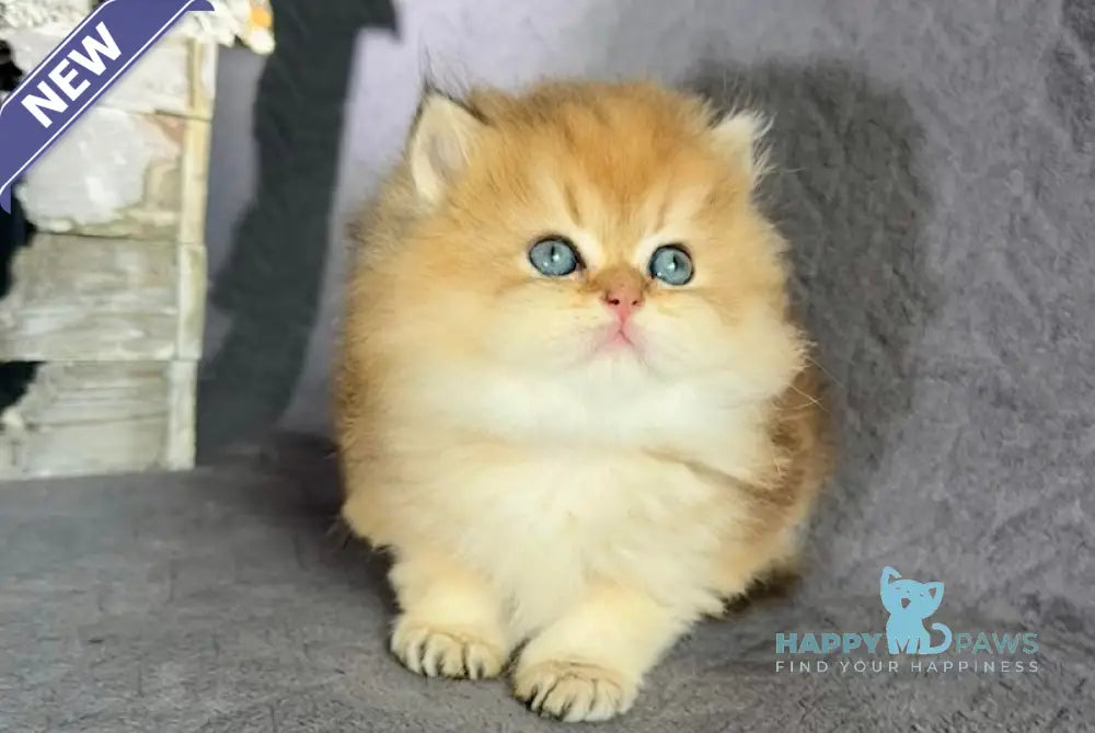Tony British Longhair male black golden shaded live animals