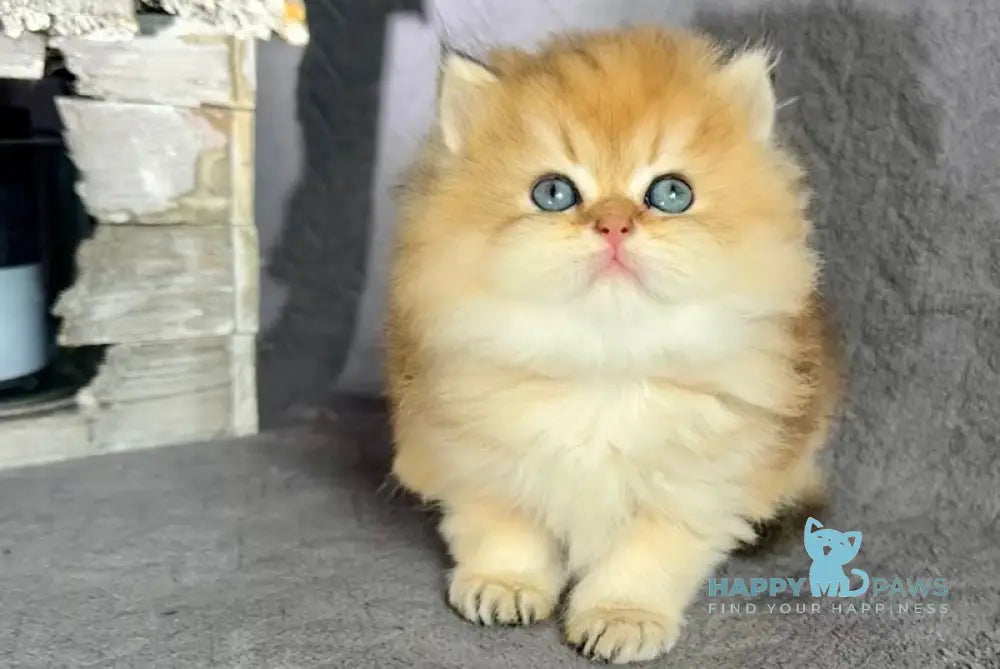 Tony British Longhair male black golden shaded live animals