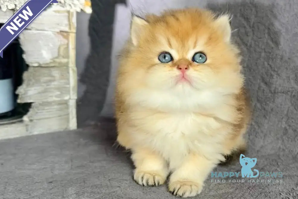 Tony British Longhair male black golden shaded live animals