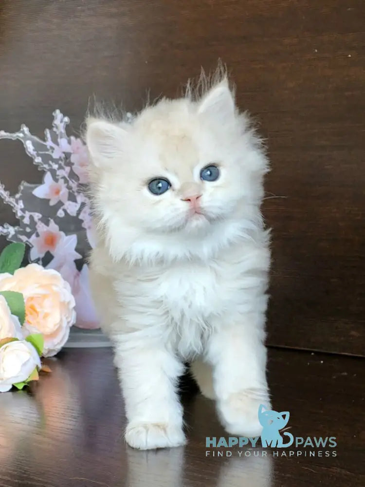 Tomas British Longhair male blue golden chinchilla live animals