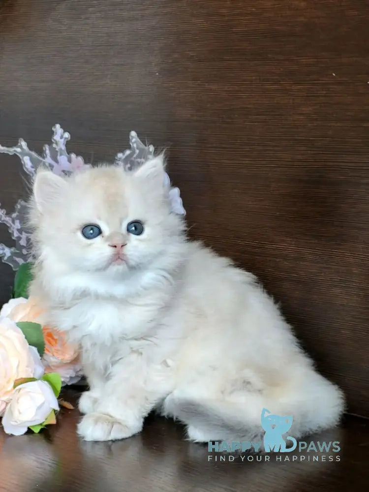 Tomas British Longhair male blue golden chinchilla live animals