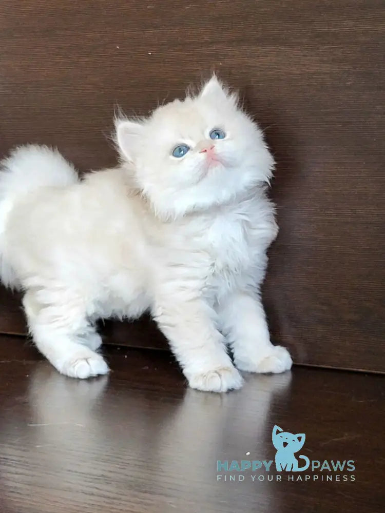 Tomas British Longhair male blue golden chinchilla live animals