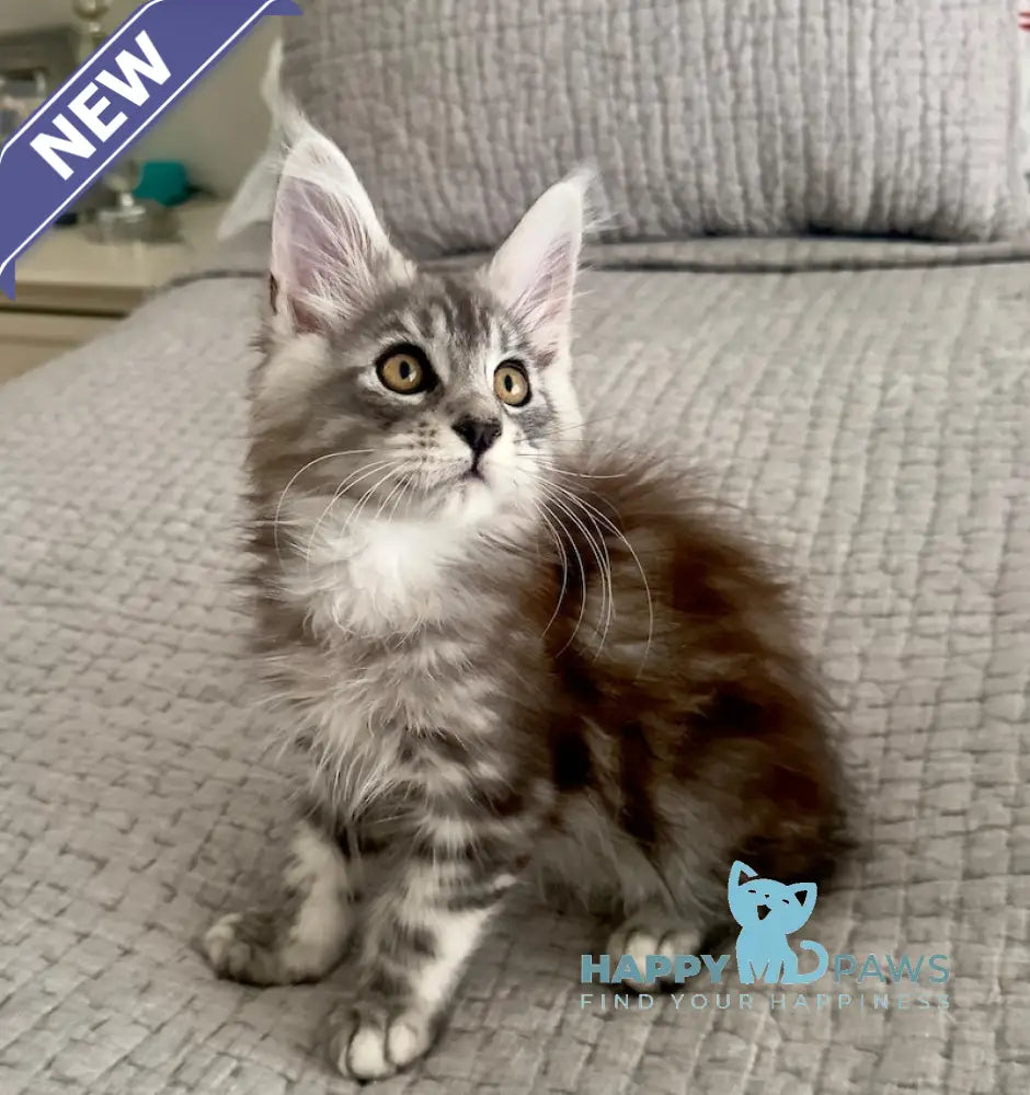 Tony Maine Coon male black silver tabby live animals