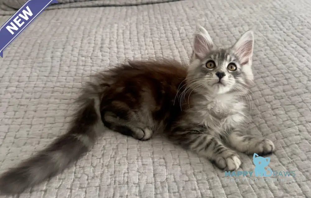 Tony Maine Coon male black silver tabby live animals