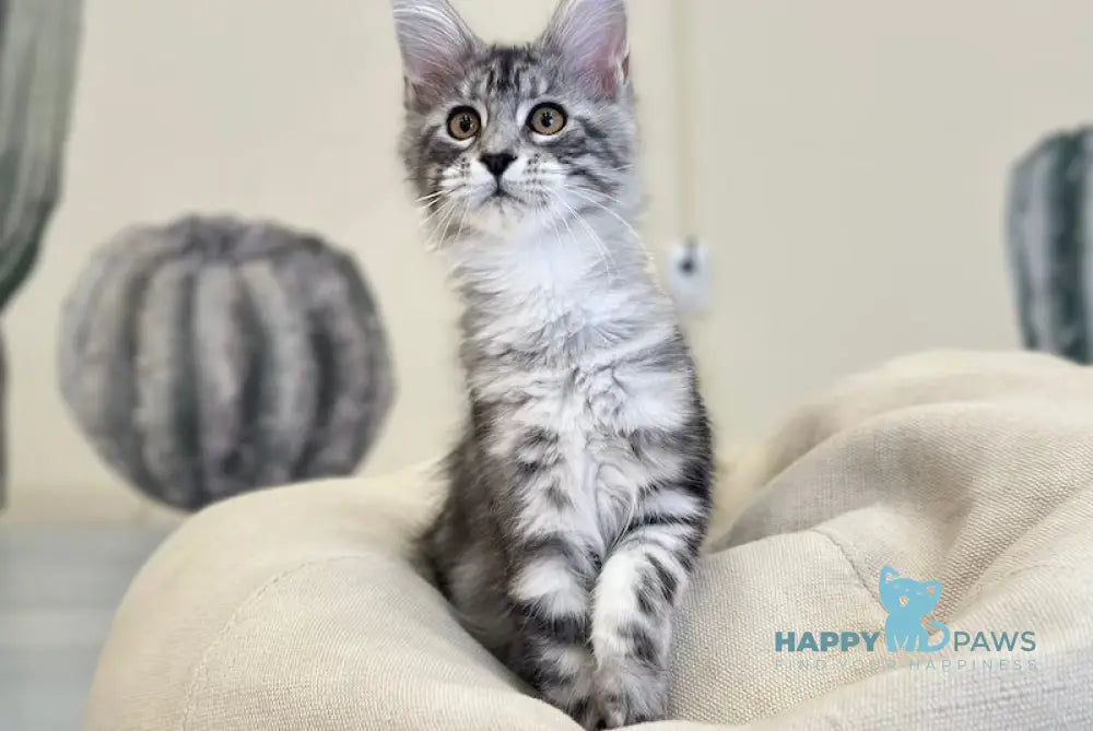 Tony Maine Coon male black silver tabby live animals