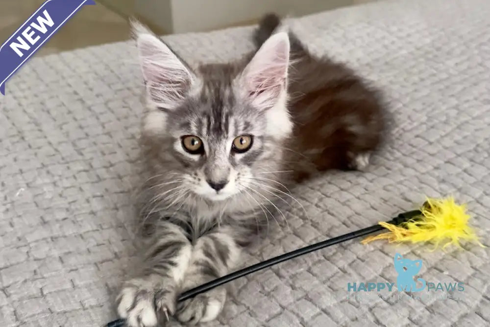 Tony Maine Coon male black silver tabby live animals