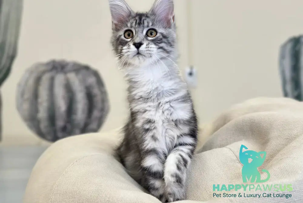 Tony Maine Coon male black silver tabby live animals